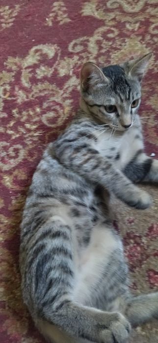 котята бесплатно в хорошие руки