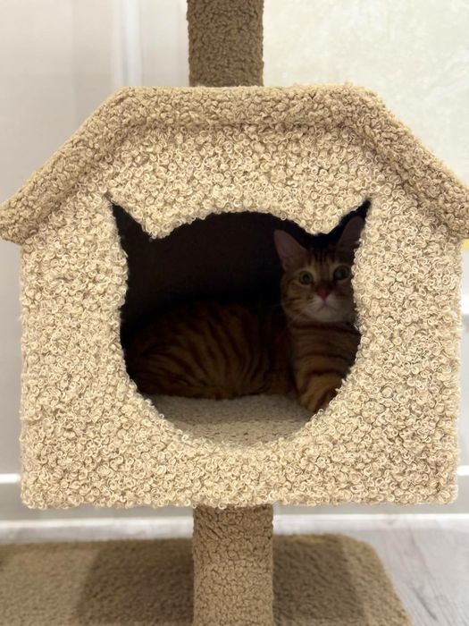 Домик для кошек. Игровой комплексы. Качество 100. Зоодомики