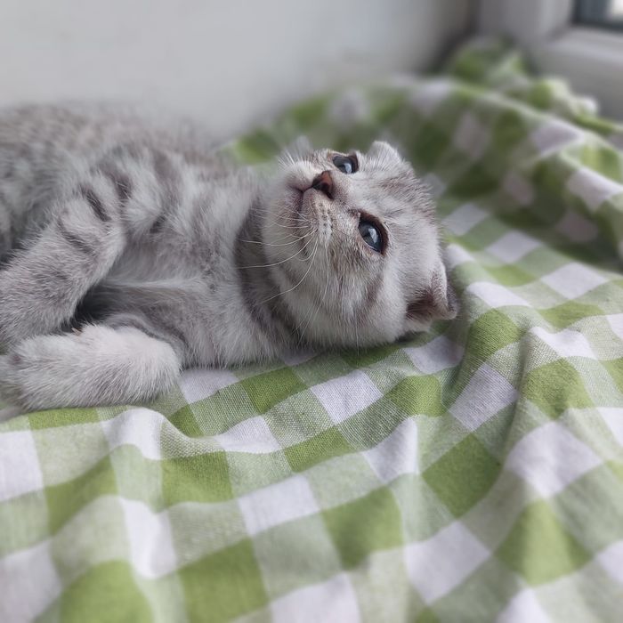 котята скоттиш- страйт, скоттиш-фолд !