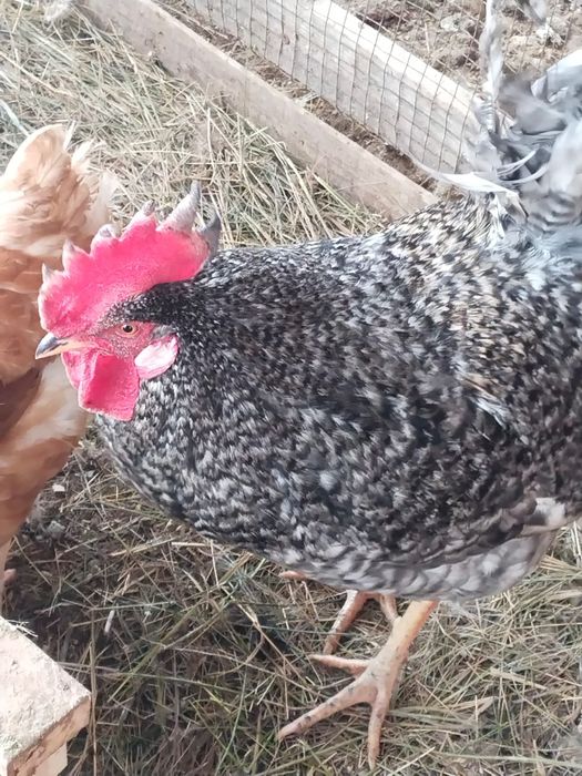 Продам домашний питух