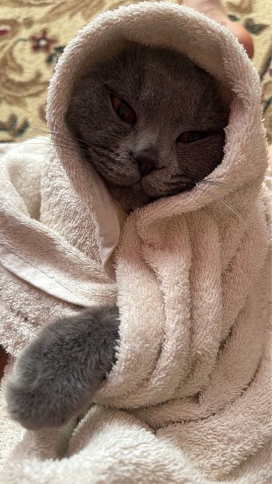 Кошка, кличка «Муиза»
