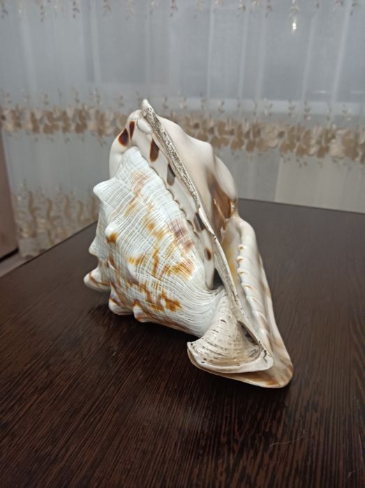 Ракушка черноморская