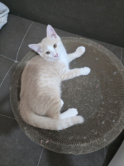 Котята 3 месяца рыжие мальчики