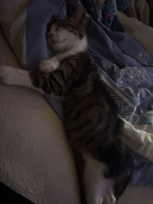 Малко котенце подарявам