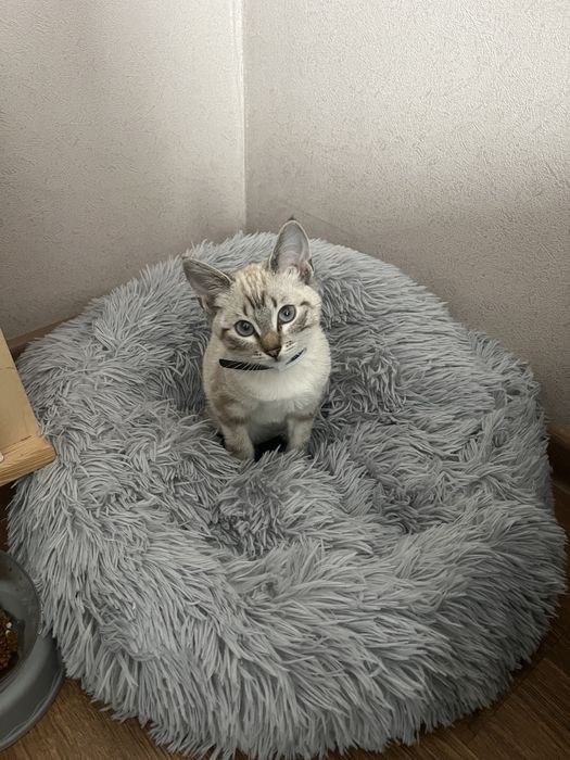 Продаю когтеточку и лежанку!