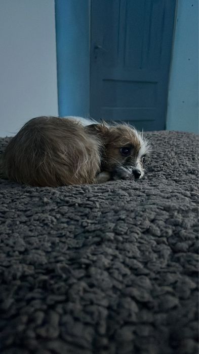 Vând  cățelușă jucăușă