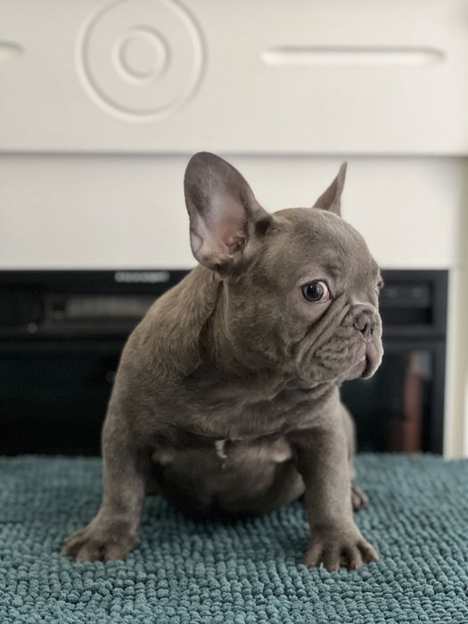 Bulldog francez fetita