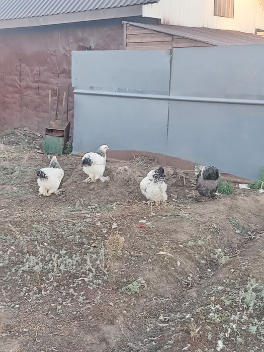 продам кур и петухов