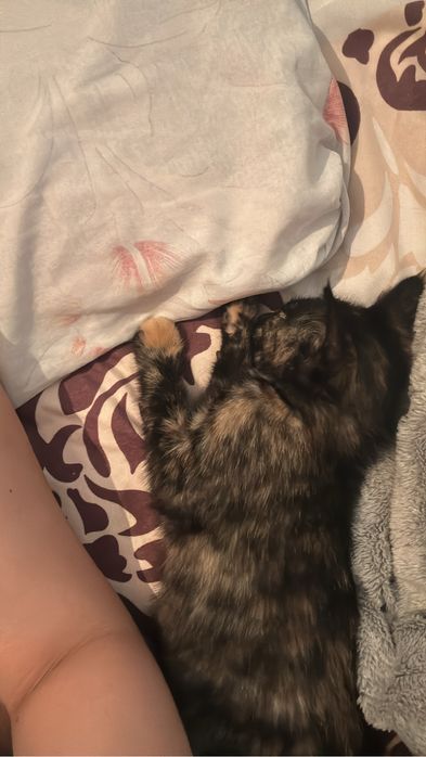 Отдам котят в хорошие руки
