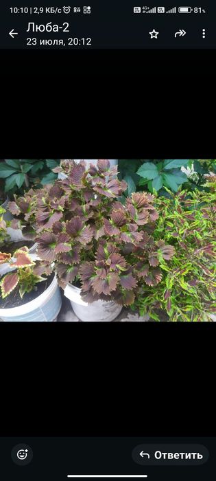 Колиус домашние цветы