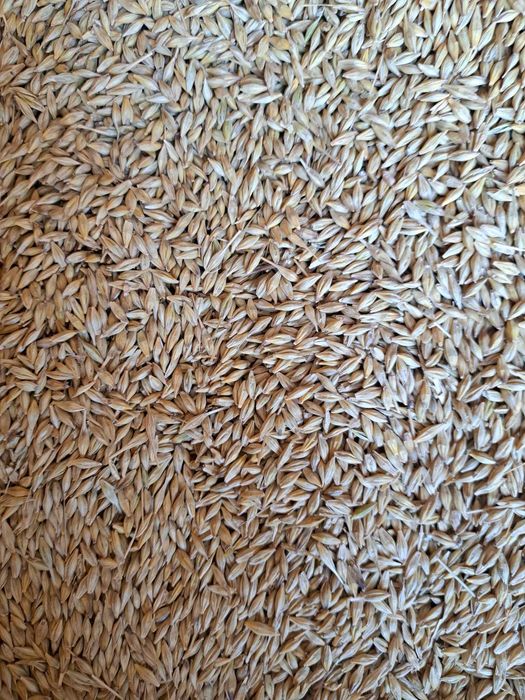 Vand orz productie 2025