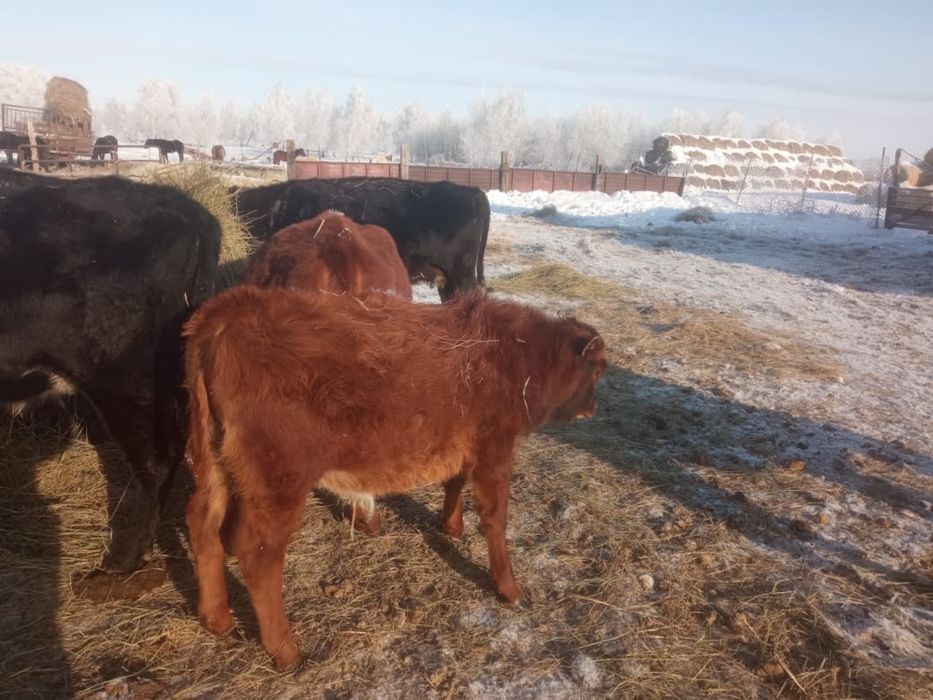 Продается КРС, бычки и телочки