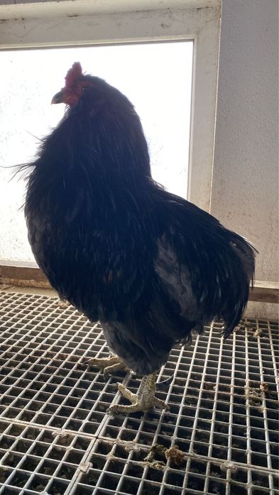 Araucana albastru 1+1 si cocos plymouth