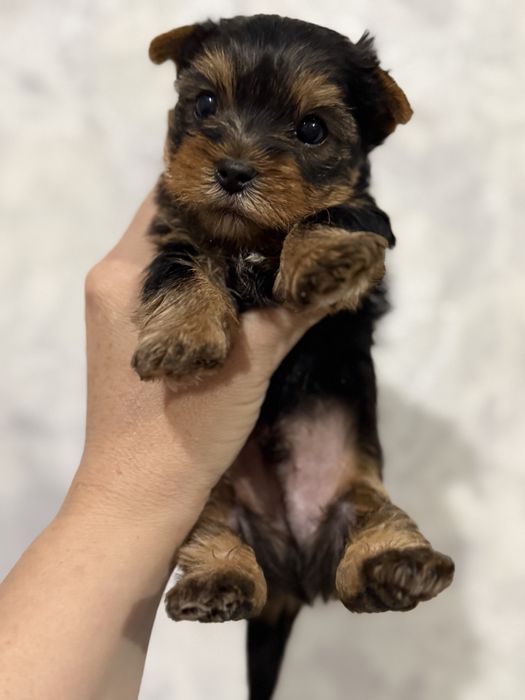 Мальчик йорчик мини