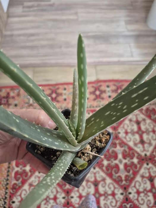 Продаются комнатные цветы