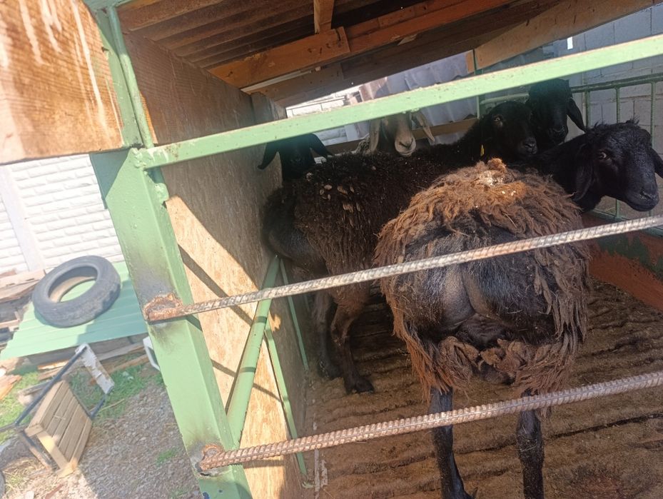 Бараны жирные на откорме