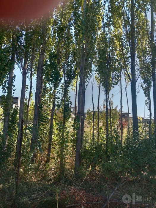 Quruq yer , meva daraxtla ri bor 6 -sotok