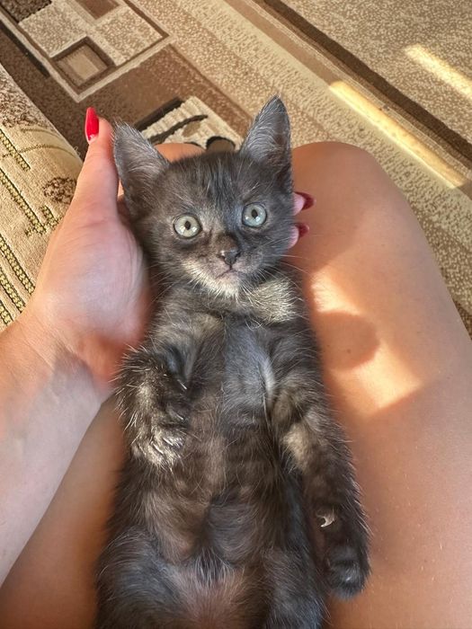 Отдам кошечку в добрые руки,  1,5 месяца