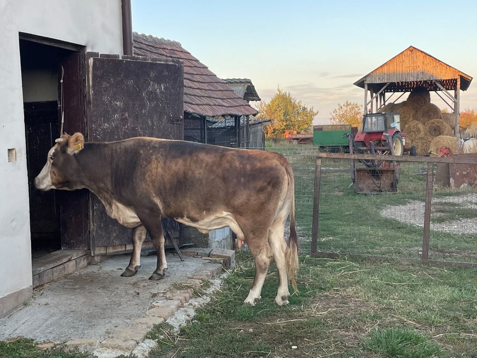 Vand vaca de 6 ani