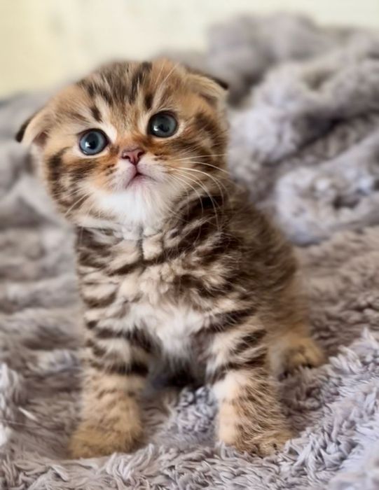 Чистопоролненькие Котята