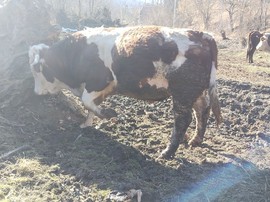 Vind taur de 2 ani jumate