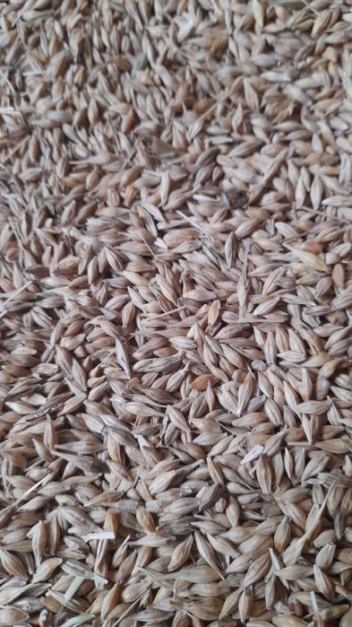 Recoltă 2025: orz, grâu și porumb