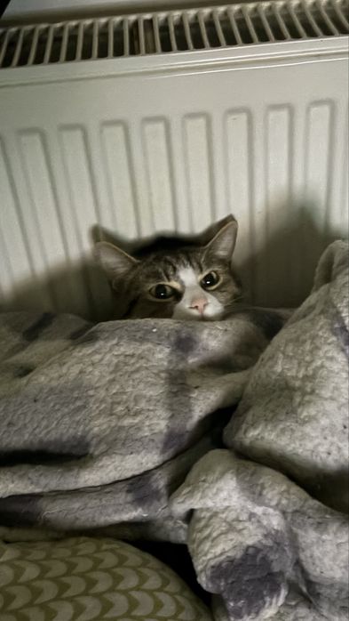 donez motanel, bland