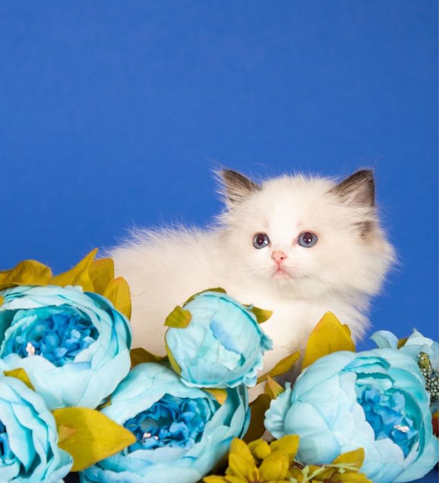 Котята породы регдолл