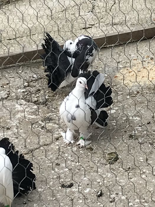 Porumbei Voltati / Rotati