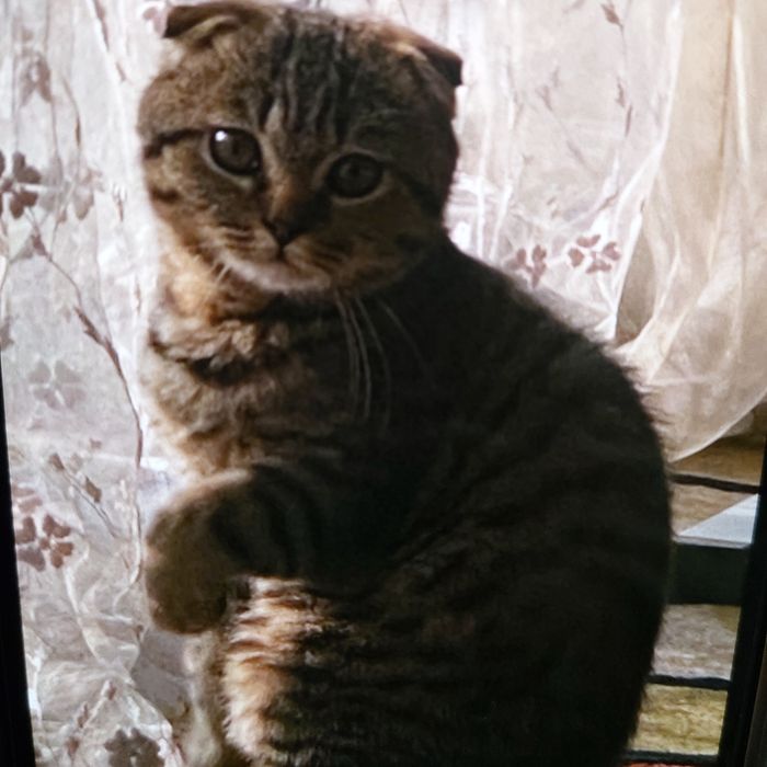 Продаётся кот Scottish Fold