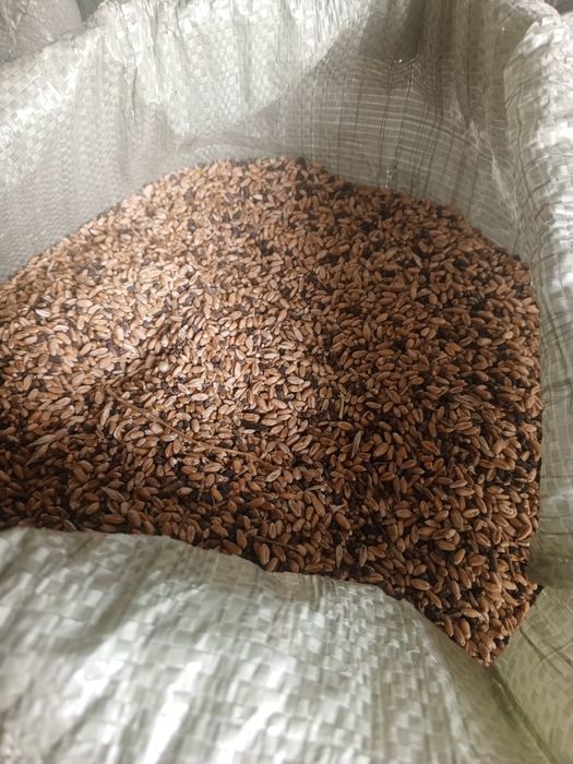 Пшеница мешками 40 кг
