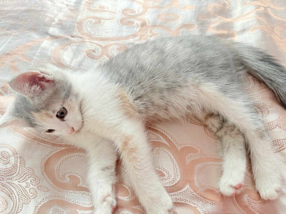 Кошка трёхцветная