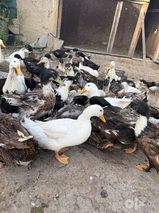 O'rdaklar bahorgi jo'jalar Jami 23 ta tez orada tuxumga kiradi
