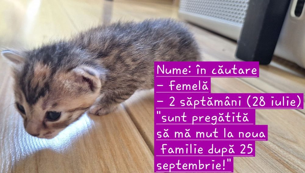 Pisici spre adoptie