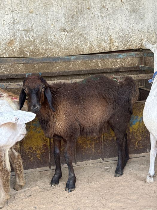 Баран Қой сатылады