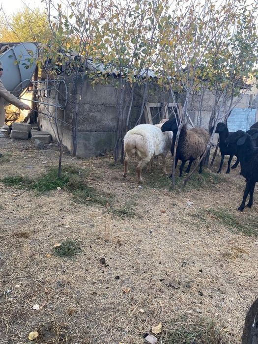 Ұрықтық қошқарлар