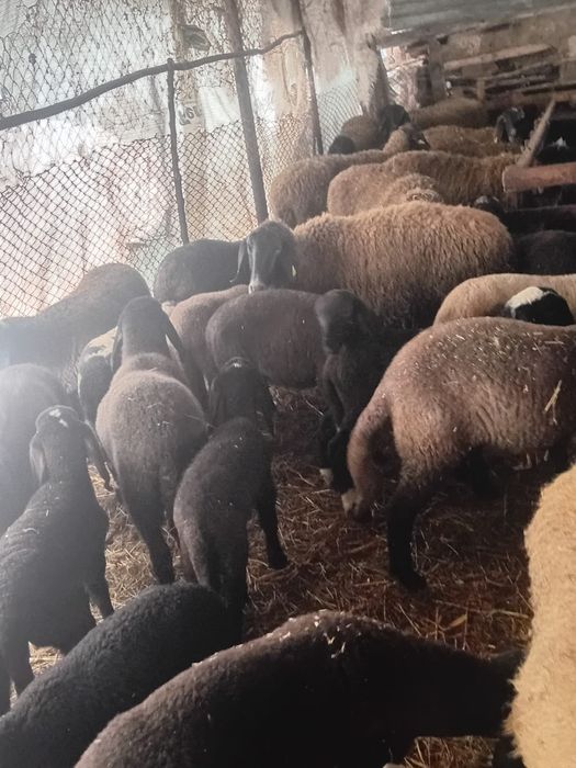 Vând oi cu mieii rel la tel