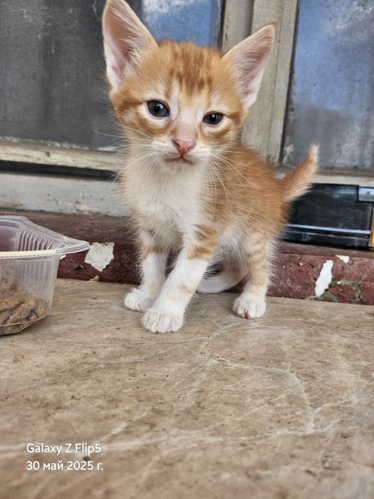 Подарявам котета