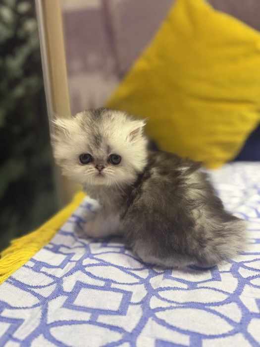 Британские серебристые шиншиллы