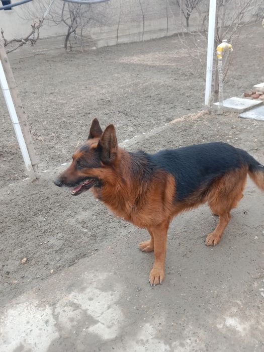 Nemis  Apcharkasi sotiladi