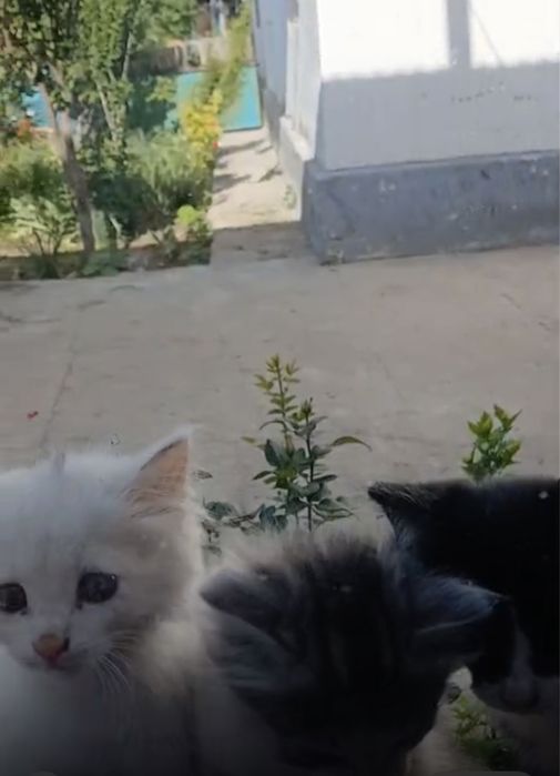 Котята даром  Мерке