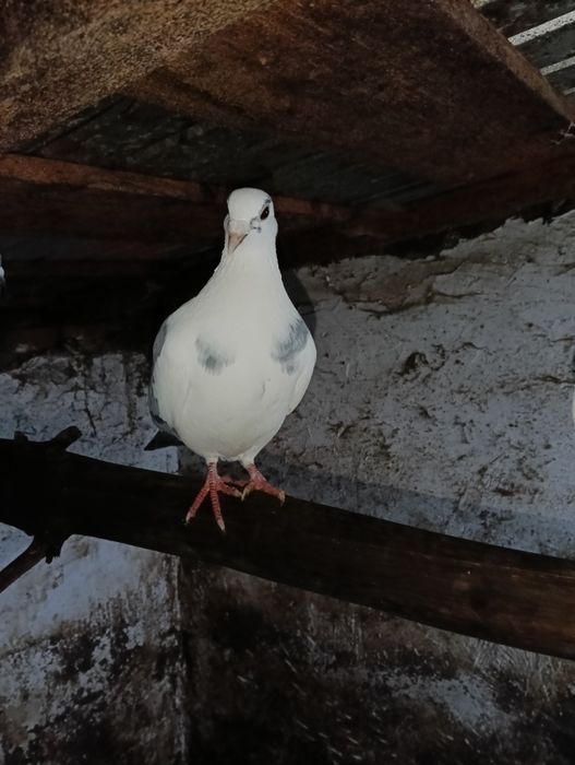 Vând 10 porumbei voiajori