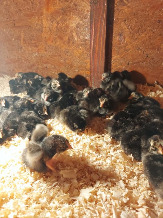 Pui wyandotte argintiu