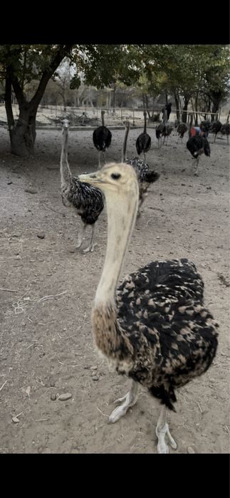 Страус. Туякуш