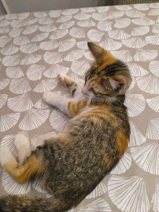 Трицветно домашне котенце момиченце търси дом