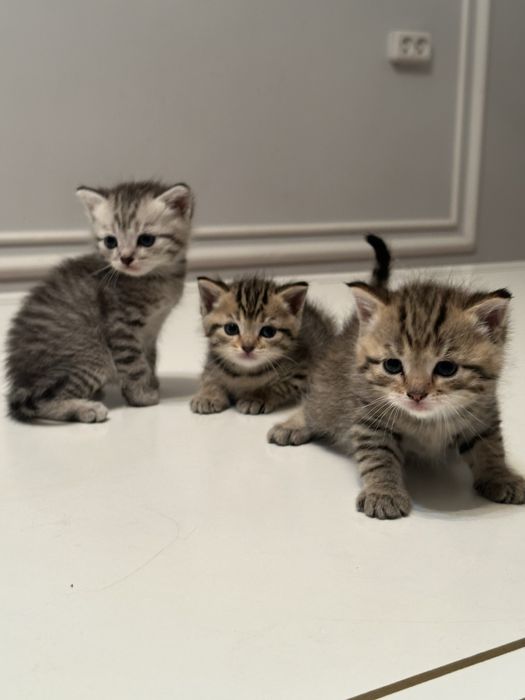 Британскии  котенок