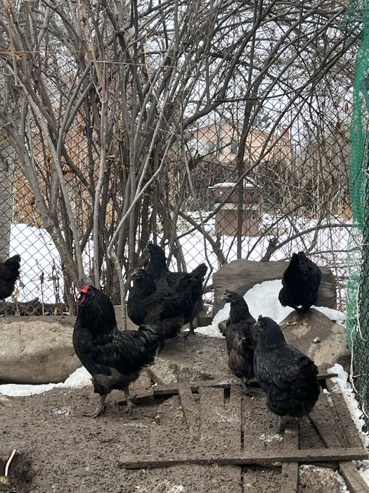 Продам семью ухейилюй