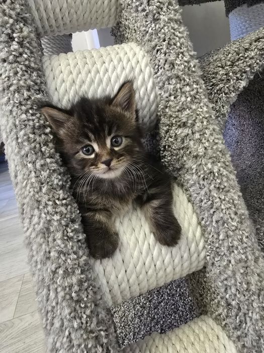 Очаровательные котята мэйнкуны