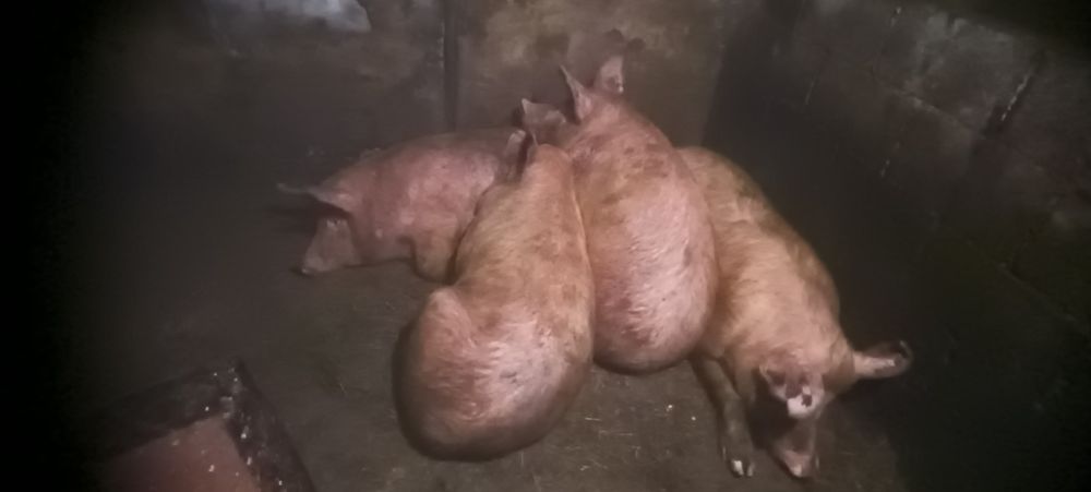 Продаются свиньи!!!