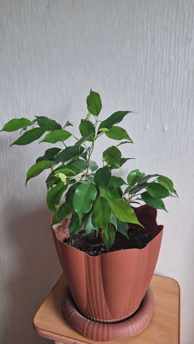 Фикус Бенджамина